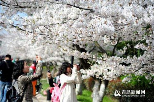中山公园樱花渐次开 赏樱交通攻略出炉(图)