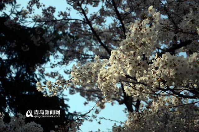 中山公园樱花渐次开 赏樱交通攻略出炉(图)
