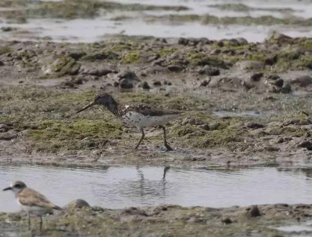 青岛最全“观鸟地图” 这些鸟类你都见过吗？