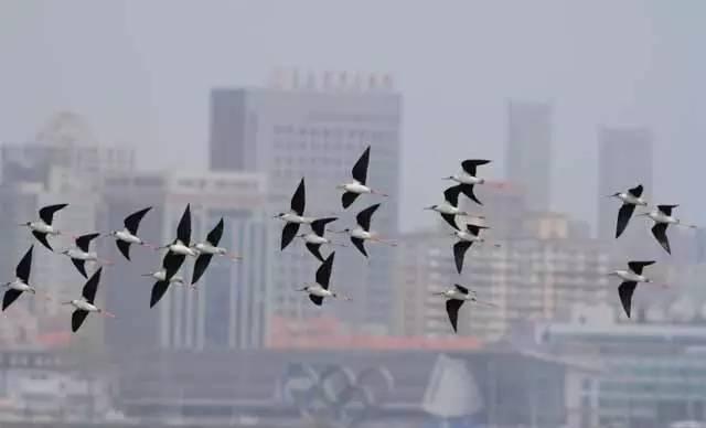 青岛最全“观鸟地图” 这些鸟类你都见过吗？