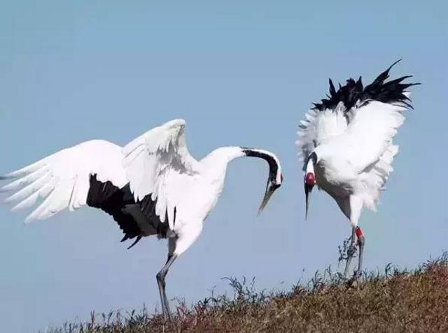 青岛最全“观鸟地图” 这些鸟类你都见过吗？