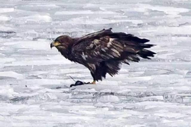 青岛最全“观鸟地图” 这些鸟类你都见过吗？