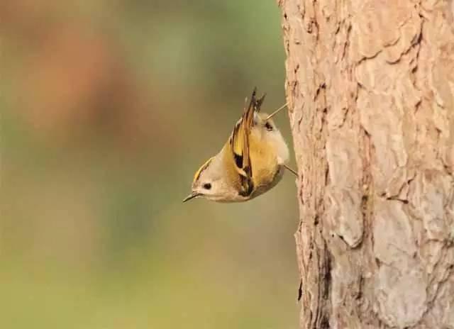 青岛最全“观鸟地图” 这些鸟类你都见过吗？