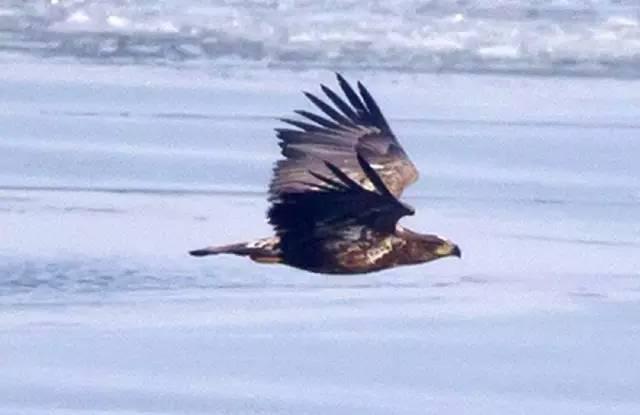 青岛最全“观鸟地图” 这些鸟类你都见过吗？