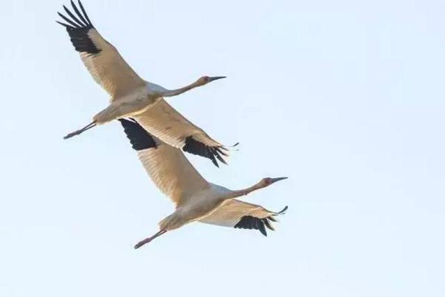 青岛最全“观鸟地图” 这些鸟类你都见过吗？