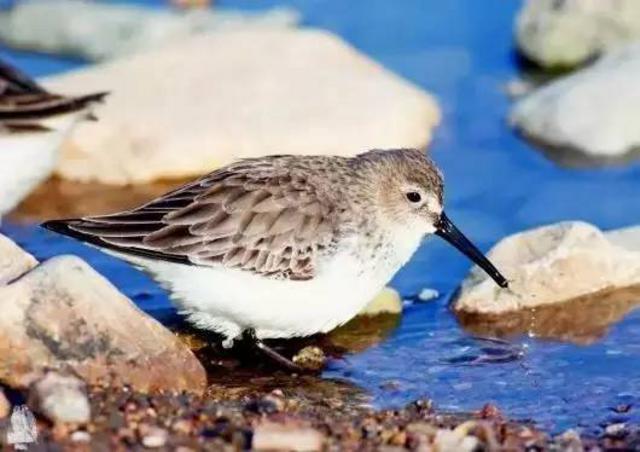 青岛最全“观鸟地图” 这些鸟类你都见过吗？