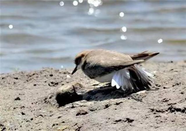 青岛最全“观鸟地图” 这些鸟类你都见过吗？