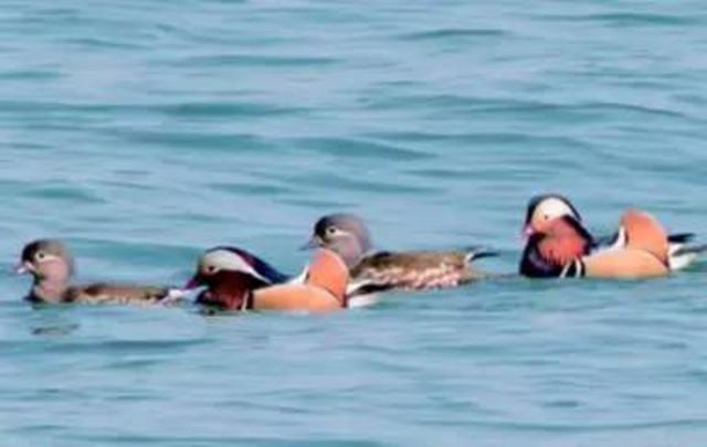 青岛最全“观鸟地图” 这些鸟类你都见过吗？