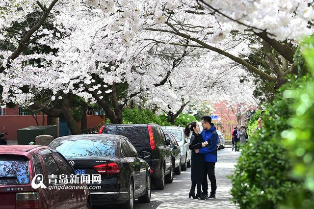 高清：最美樱花小路三明南路 落英缤纷香满径