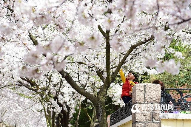高清：最美樱花小路三明南路 落英缤纷香满径