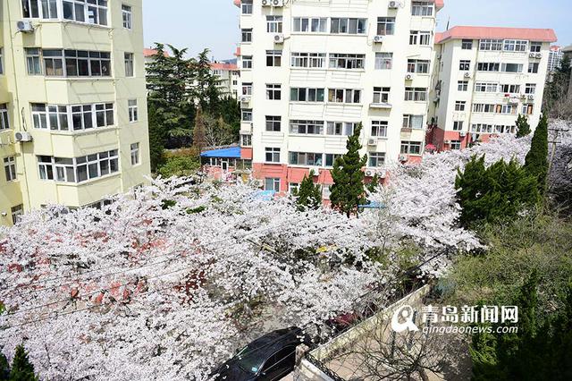 高清：最美樱花小路三明南路 落英缤纷香满径
