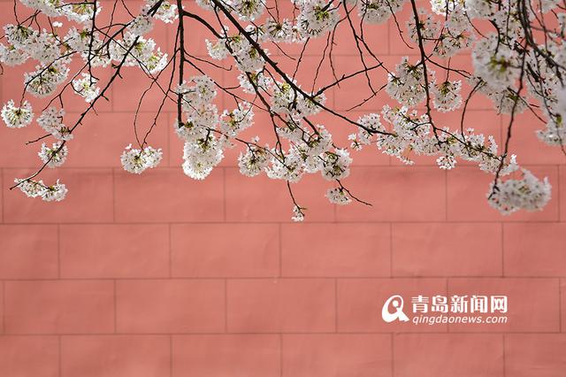 高清：最美樱花小路三明南路 落英缤纷香满径