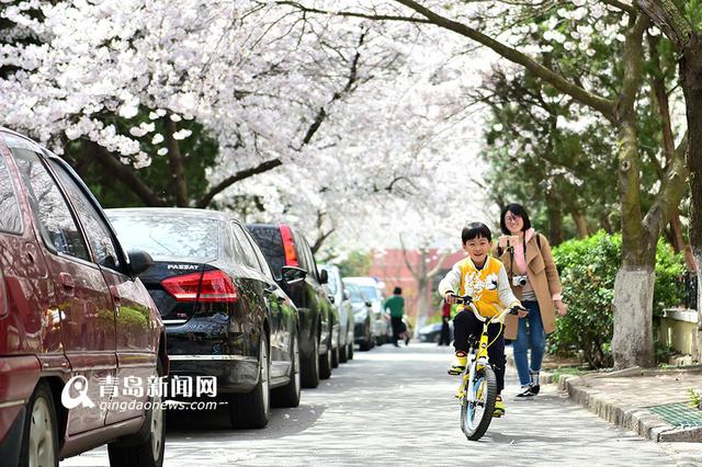 高清：最美樱花小路三明南路 落英缤纷香满径