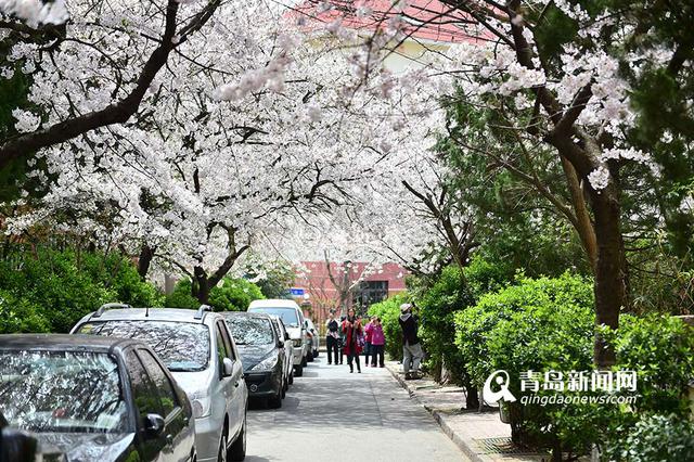 高清：最美樱花小路三明南路 落英缤纷香满径