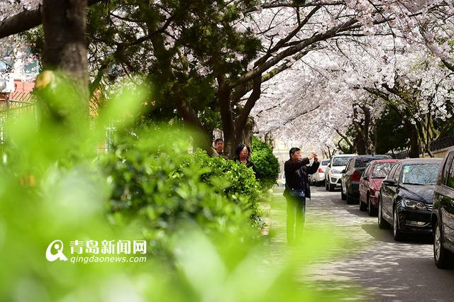 高清：最美樱花小路三明南路 落英缤纷香满径