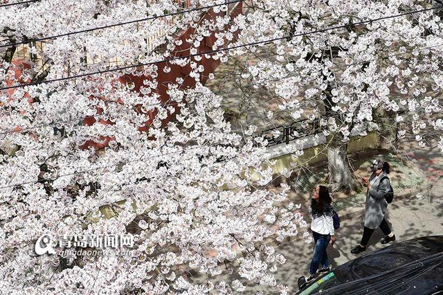 高清：最美樱花小路三明南路 落英缤纷香满径