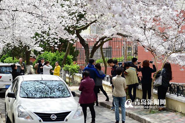 高清：最美樱花小路三明南路 落英缤纷香满径