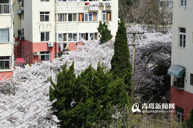 高清：最美樱花小路三明南路 落英缤纷香满径