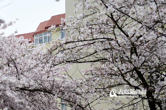 高清：最美樱花小路三明南路 落英缤纷香满径