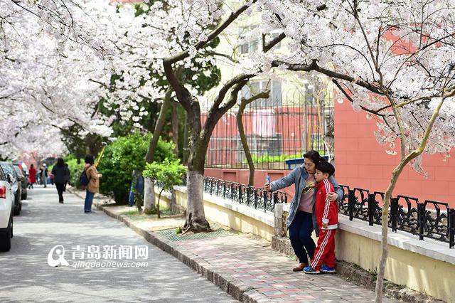高清：最美樱花小路三明南路 落英缤纷香满径