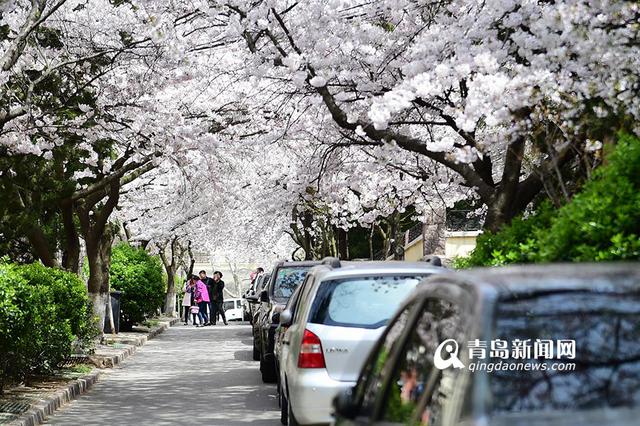 高清：最美樱花小路三明南路 落英缤纷香满径