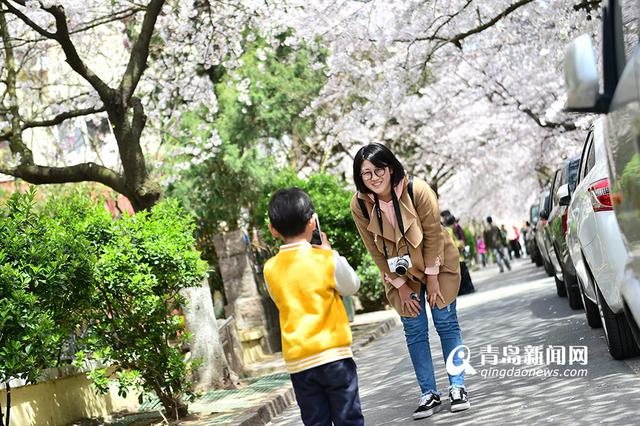 高清：最美樱花小路三明南路 落英缤纷香满径