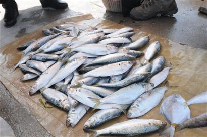 青岛渔港小银鱼八带唱主角 小海鲜价格不贵
