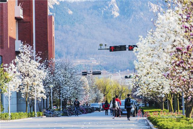 青岛这所高校藏百花园 学生上课穿行花海(图)