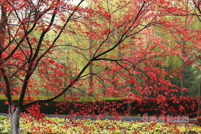 青岛这所高校藏百花园 学生上课穿行花海(图)