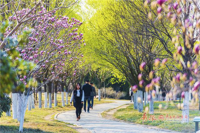 青岛这所高校藏百花园 学生上课穿行花海(图)