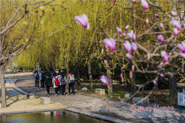 青岛这所高校藏百花园 学生上课穿行花海(图)