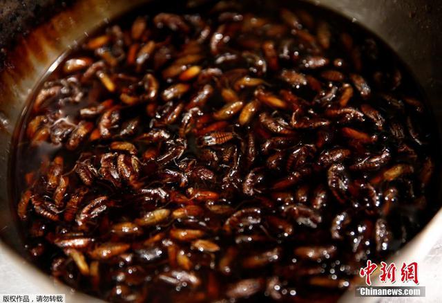 日本推出昆虫拉面 食客排长队品尝暗黑料理