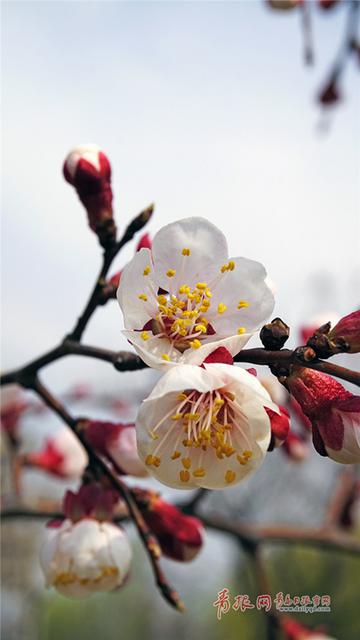 青岛这所高校藏百花园 学生上课穿行花海(图) 青岛这所高校藏百花园 学生上课穿行花海(图)