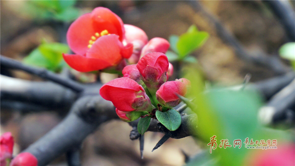 青岛这所高校藏百花园 学生上课穿行花海(图)