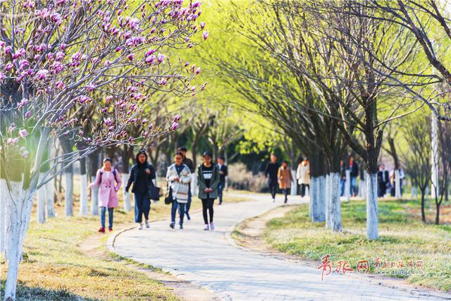 青岛这所高校藏百花园 学生上课穿行花海(图)