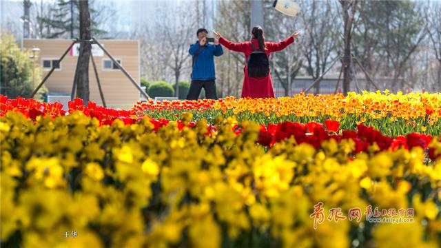 高清：岛城无处不飞花 世博园万株郁金香绽放