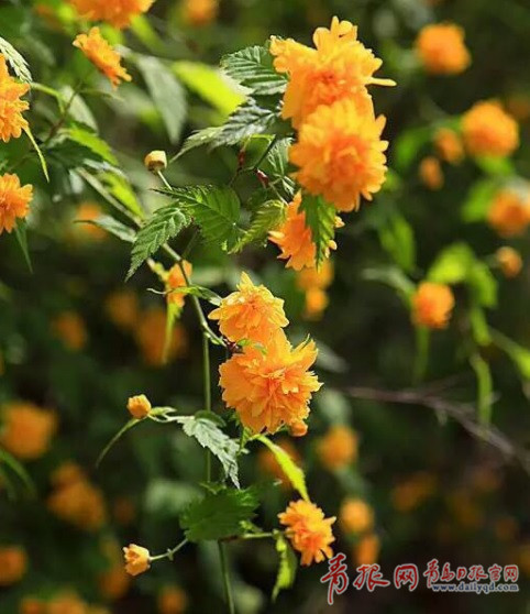 青岛最新花期预报 梨花丁香进入盛花期