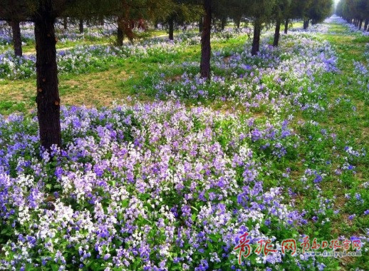 青岛最新花期预报 梨花丁香进入盛花期