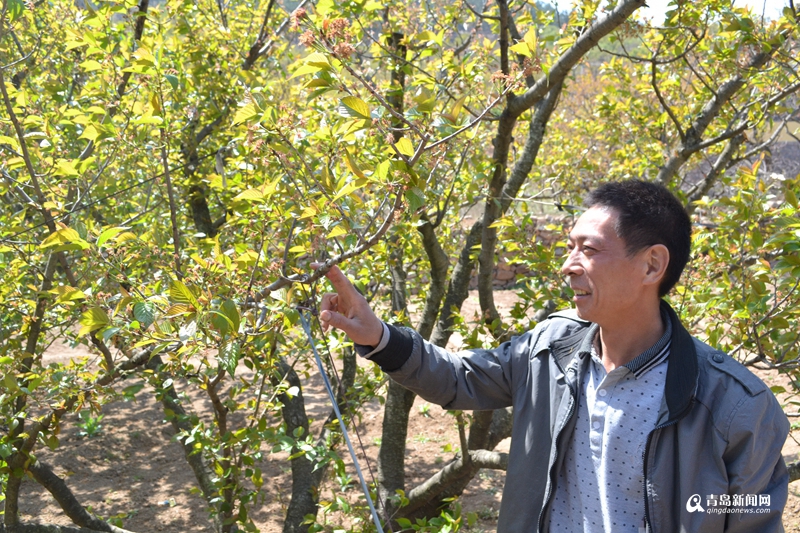 高清：天公作美樱桃长势喜人 5月进入采摘季