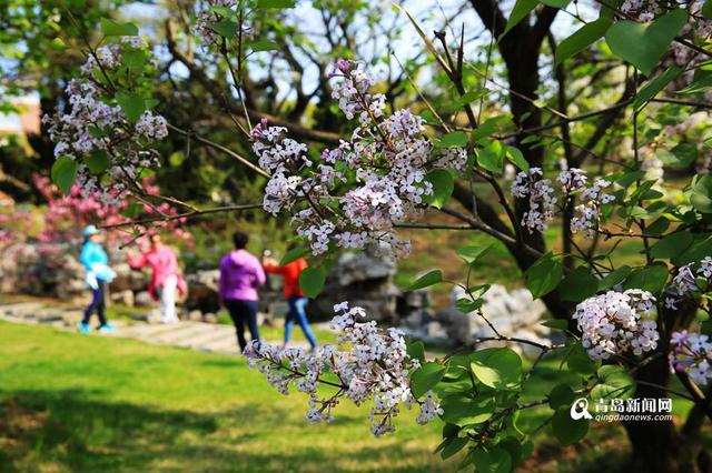 花期预报：丁香梨花渐次开 赏花攻略看这里