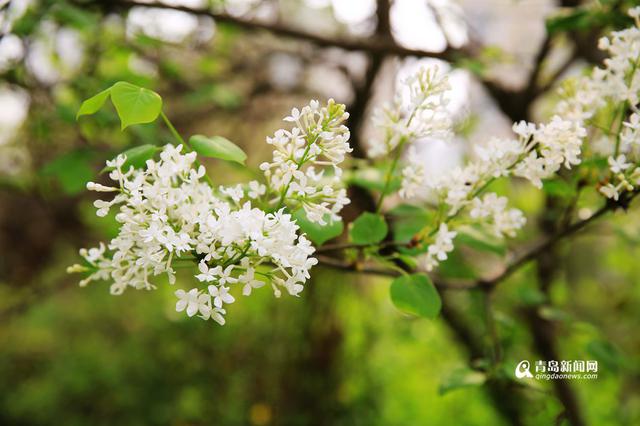 花期预报：丁香梨花渐次开 赏花攻略看这里