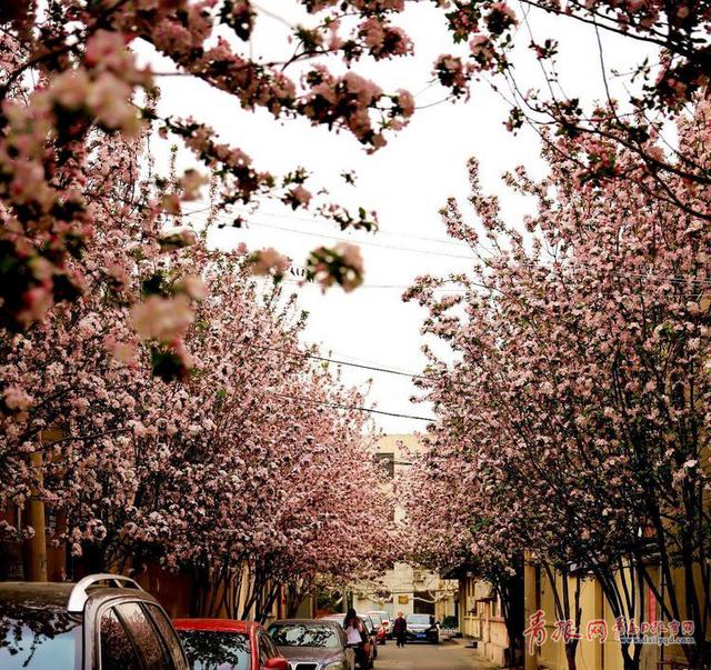 青岛这条西府海棠花路 惊艳了春天