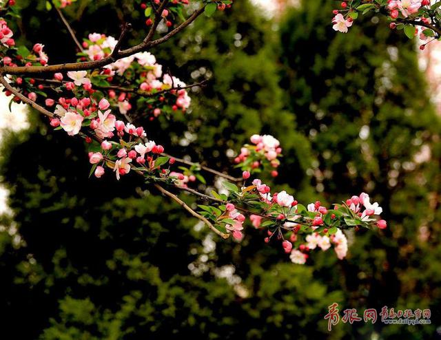 青岛这条西府海棠花路 惊艳了春天