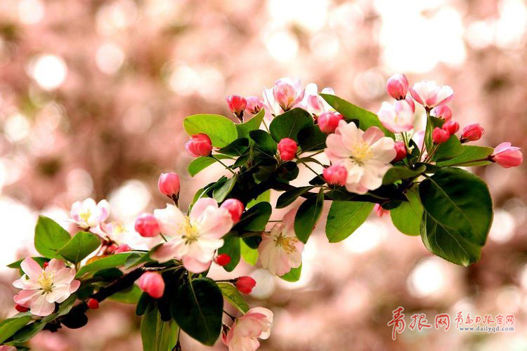 青岛这条西府海棠花路 惊艳了春天