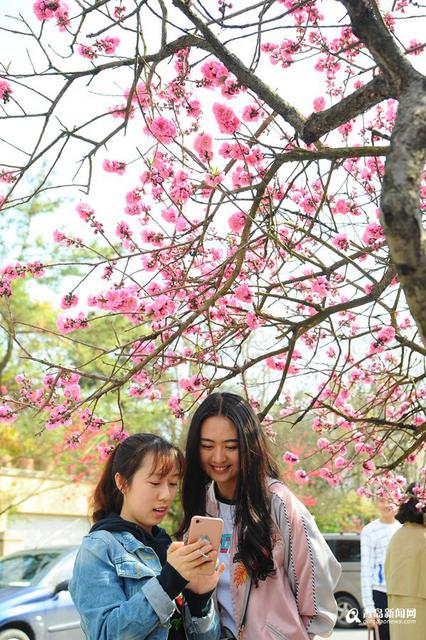 高清:韶关路双樱绽放 老街变赏花小径游人如织
