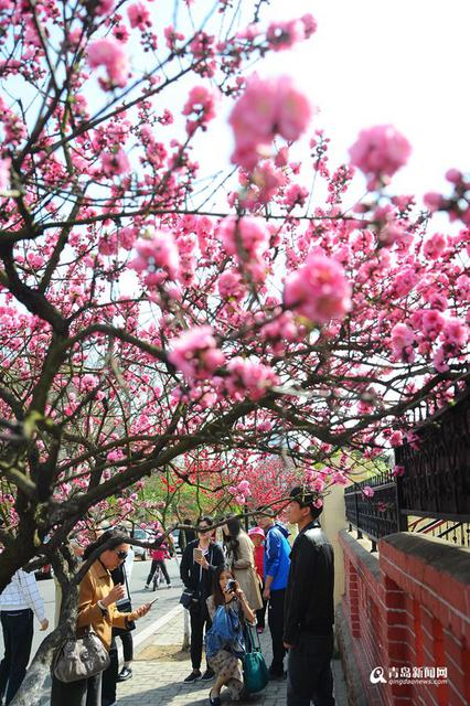 高清:韶关路双樱绽放 老街变赏花小径游人如织
