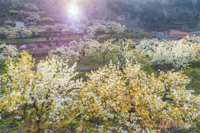 春意融融香雪海 实拍崂山大河东村梨园