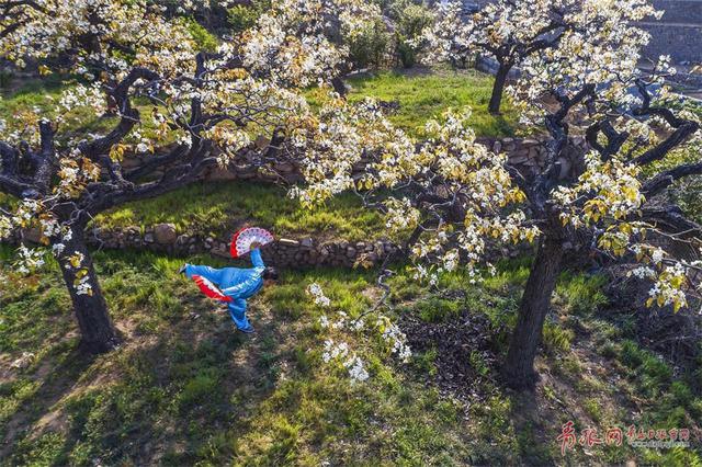 春意融融香雪海 实拍崂山大河东村梨园