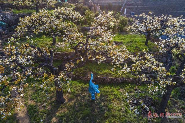 春意融融香雪海 实拍崂山大河东村梨园