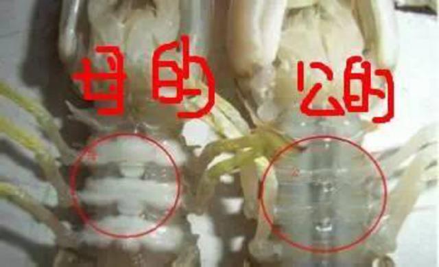 “注胶皮皮虾”视频刷屏 青岛人笑了：不吃别浪费